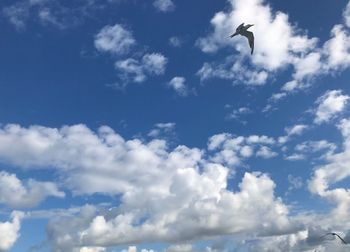 Low angle view of bird flying in sky