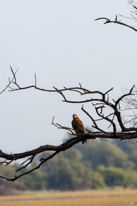 Low angle view of bird perching on branch against sky