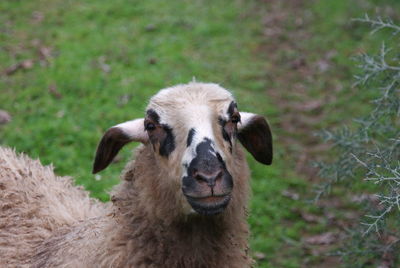 Portrait of sheep on field