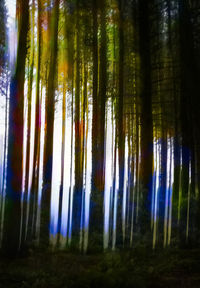 Low angle view of bamboo trees in forest