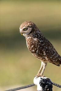 Adult burrowing owl athene cunicularia perched outside its burrow on marco island, florida