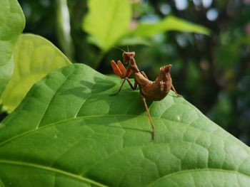 Close-up of insect on leaf