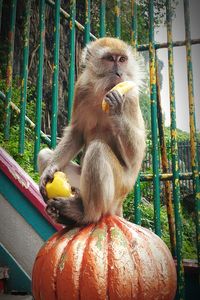 Monkey eating fruit