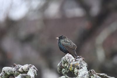 Close-up of bird perching on rock