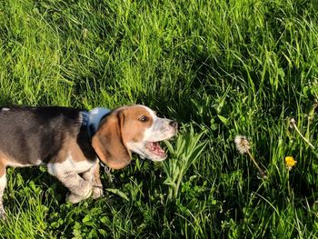 High angle view of dog on field