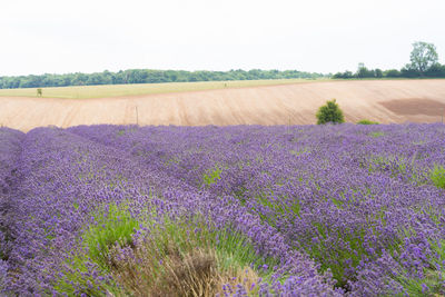 Purple flowering plants on field against sky