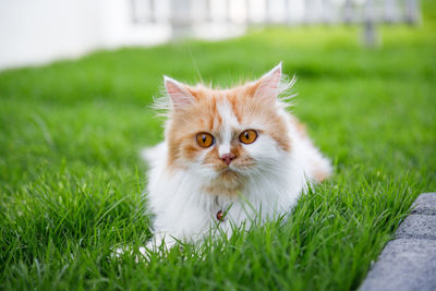 The cute persian cat is sitting on a green grass field, selective focus shallow depth of field