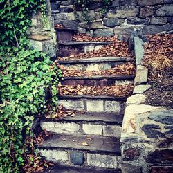 Close-up of ivy on steps