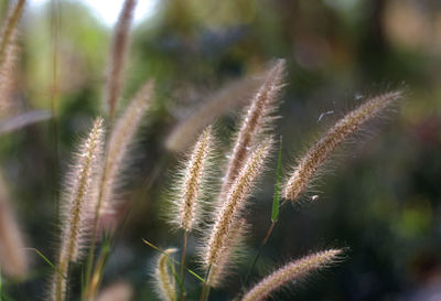plant