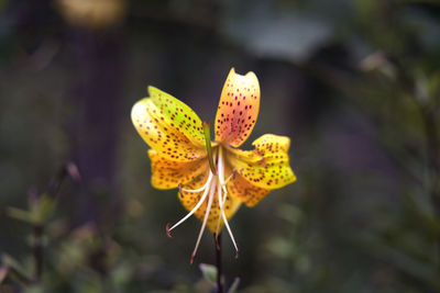 Close-up of butterfly on yellow flower