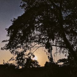 Low angle view of silhouette tree against sky at sunset