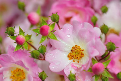 Close-up of pink flowers