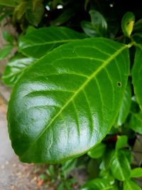 Close-up of green leaves