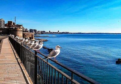 Seagull flying over blue sea