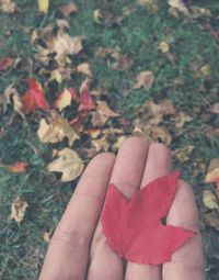 Close-up of hand holding maple leaf during autumn