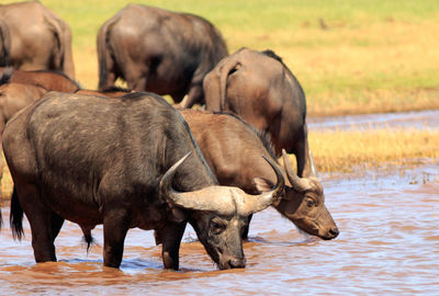 Buffaloes drinking water while standing in lake