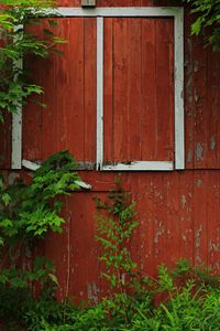 Plants growing in front of building