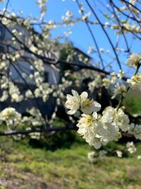 Close-up of white cherry blossom tree