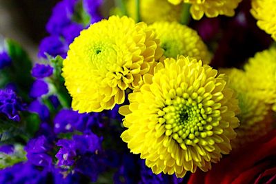 Close-up of yellow flower