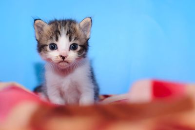 Portrait of kitten on hand