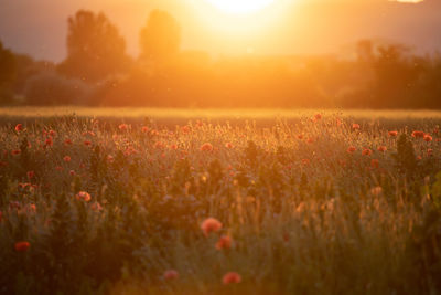 Scenic view of field against sky during sunset