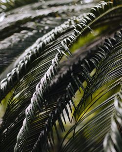 Close-up of palm tree leaves