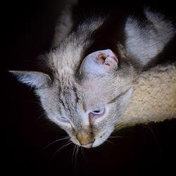 Close-up of a cat