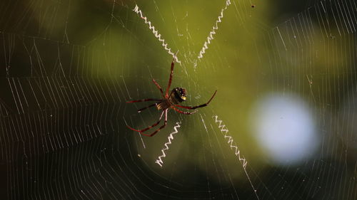Spider on web