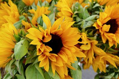 Close-up of yellow flowers blooming outdoors