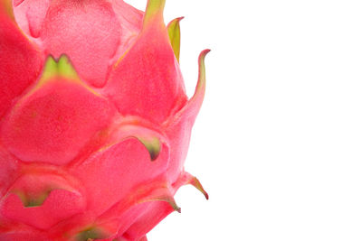 Close-up of pink rose flower