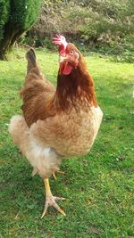 Close-up of rooster on field