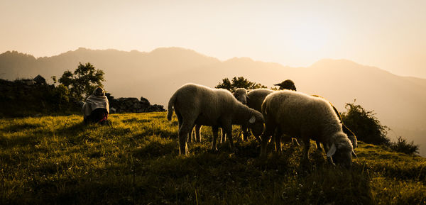 Sheep grazing in a field