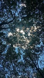 Low angle view of trees against sky