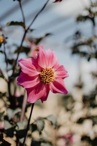 Close-up of pink flower