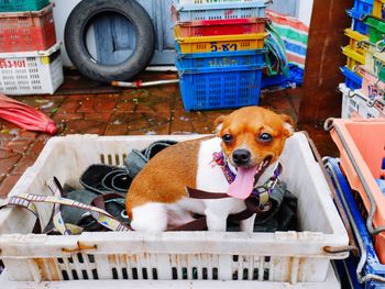 Portrait of dog in basket