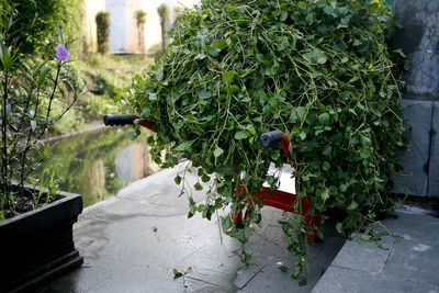 Potted plants in yard