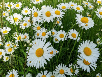 High angle view of white daisy flowers