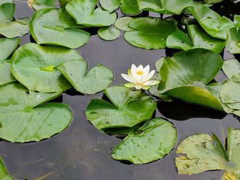 Water lily amidst leaves in lake