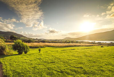 Scenic view of field against sky