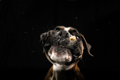 Close-up of a cat over black background