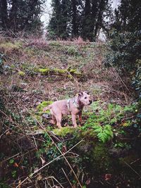 View of a dog in the forest