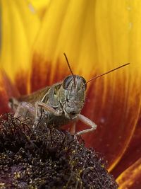 Close-up of insect