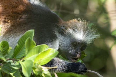 Close-up of a monkey