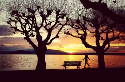 Silhouette of trees at sunset