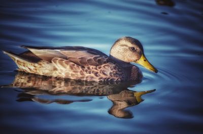 Close-up of duck swimming in lake