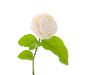 Close-up of rose plant against white background