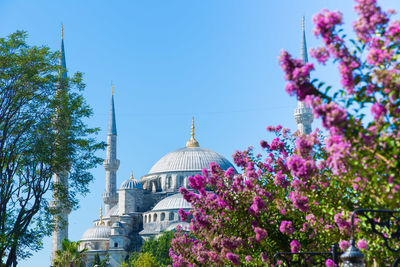 View of trees against clear sky