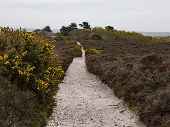 Footpath amidst trees on field against sky