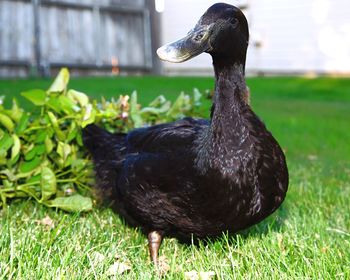 Close-up of a duck