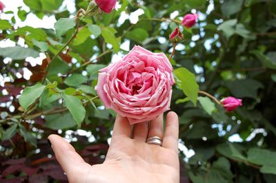 Close-up of hand holding pink flower